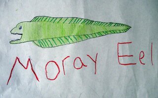 moray-eel-camero&#110.JPG