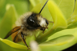 bee bee evil !.gif