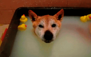 Rubber-Ducky-on-Dogs-Head.gif