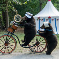 Bears on Penny Farthing bikes at a renaissance fair (1).jpg