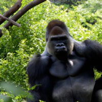 A gorilla that is not scary (1).jpg