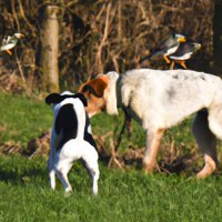 A picture of Scutter dogging in Mullingar with Cornu Ammonis watching (1).jpg