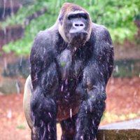 A picture of Gorillamotsasscarenow standing in the rain like Andy dufresne. (1).jpg