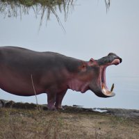 A hippopotamus listening to Carcass (1).jpg